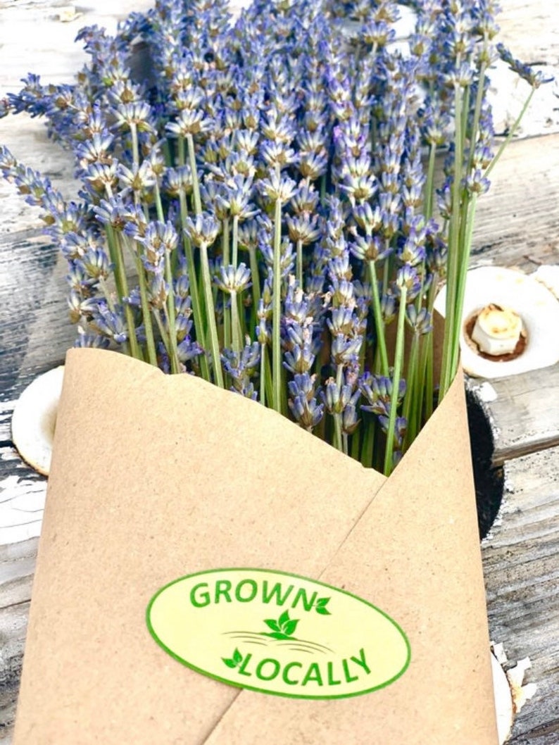 Shower Eucalyptus Lavender Bundle Plants Indoor Plants Etsy