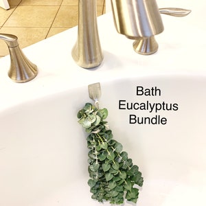 Fresh Shower Eucalyptus Plant, Hanging Plant Bunch, Eucalyptus Stems ...