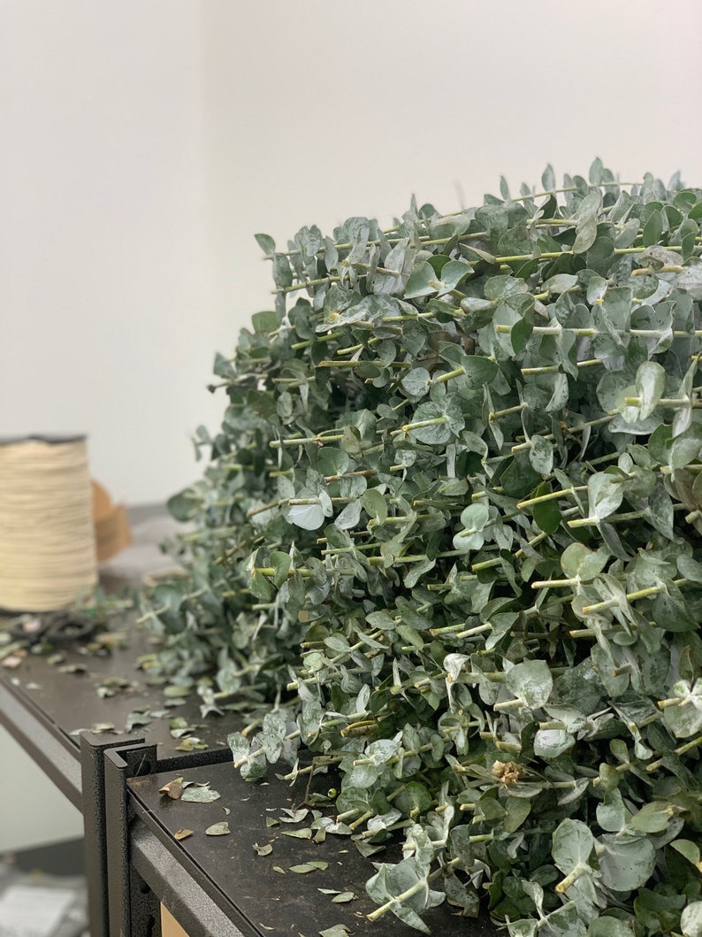 Shower Eucalyptus Lavender Bundle Plants Indoor Plants Etsy