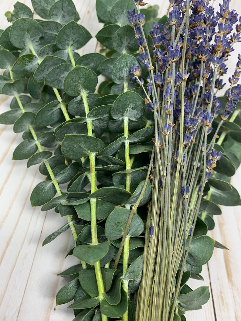 A zoomed in photo of a bunch of eucalyptus with french lavender stems in from. The bundle is on a wood-like background.