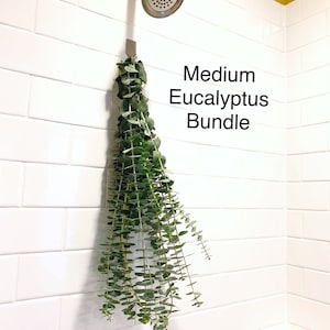 Fresh Shower Eucalyptus Plant, Hanging Plant Bunch, Eucalyptus Stems ...