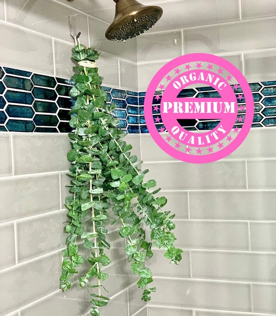 Fresh Shower Eucalyptus Plant, Hanging Plant Bunch, Eucalyptus Stems Hanging  in Shower, Eucalyptus Plants Organic, Plants for Bathroom Decor - Etsy  Israel