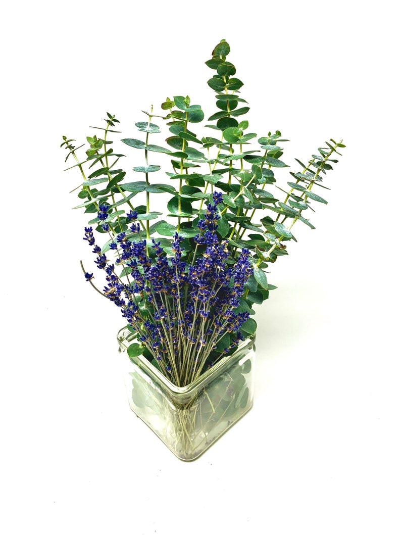 Baby Blue Eucalyptus put into a vase and paired with dried lavender stems. The bundle is vibrant green and purple against a plain white background.