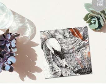 Mute swan illustrated greeting card