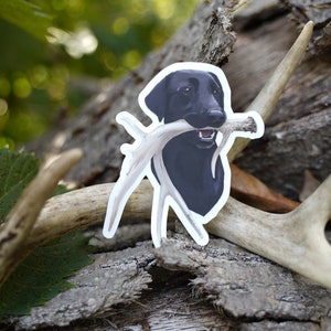 Black Labrador Antler Shed Hunting Lab Retrieving 3&quot; Die Cut Vinyl Sticker Decal: Durable Matte-Finish Active