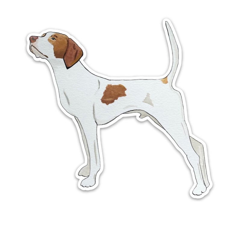 May include: Watercolor illustration of a Pointer dog. The dog is white with brown markings on its head and body. It is standing with its head up and tail curved. The artwork has a white border.