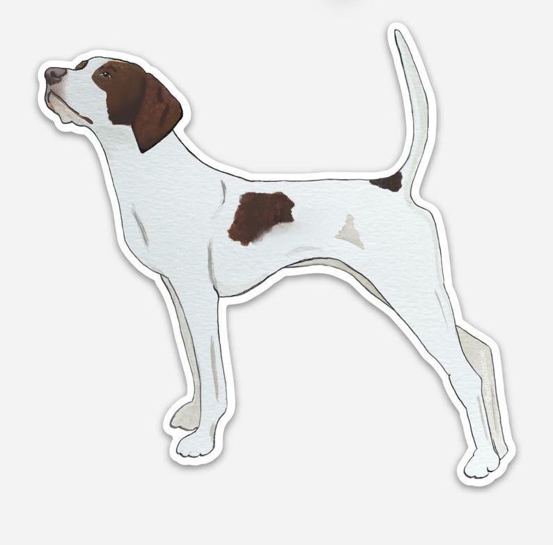 May include: A watercolor illustration of a Pointer dog. The dog is white with brown markings on its head and body. It is standing with its tail up and looking upwards.