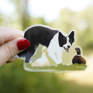 Border Collie Herding Ducks 4&quot; Die Cut Vinyl Sticker Decal: Durable Matte-Finish