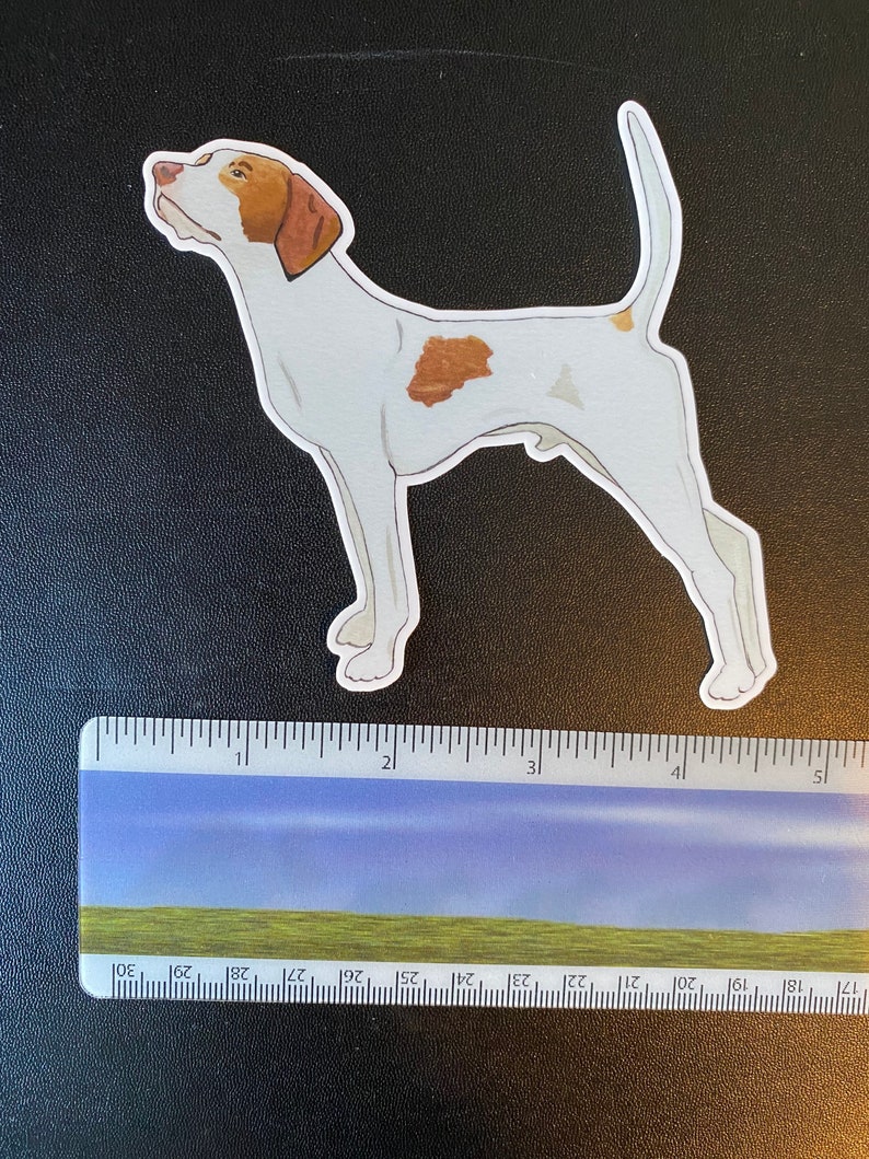 May include: A sticker of a Pointer dog in a standing pose. The dog is white with brown markings on its head and body. The sticker is approximately 4 inches long.