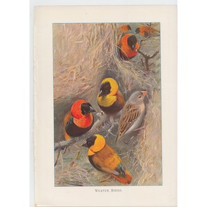 アンティークプリント - ウィーバーバード - 1916 年の「Wild Life of the World」より