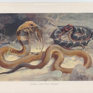 May include: A detailed illustration of a cobra snake with a brown and yellow body, swallowing a rat. The cobra is coiled around a puff adder snake with a black and white body. The illustration is titled "Cobra and Puff Adder."