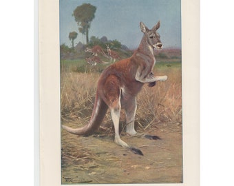 Stary druk – Kangur czerwony – z książki „Wild Life of the World” z 1916 r.