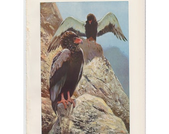Antiker Druck - Bateleur Adler - von Wild Life of the World 1916