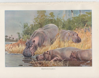 Antique print - Hippopotamus- from Wild Life of the World 1916