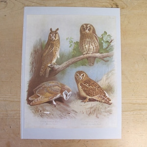 Vintage bird print - Long-eared Owl, Tawny Owl, Barn Owl -  Archibald Thorburn&#39;s Birds - 1967