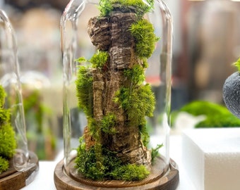 No maintenance terrarium - Mountain