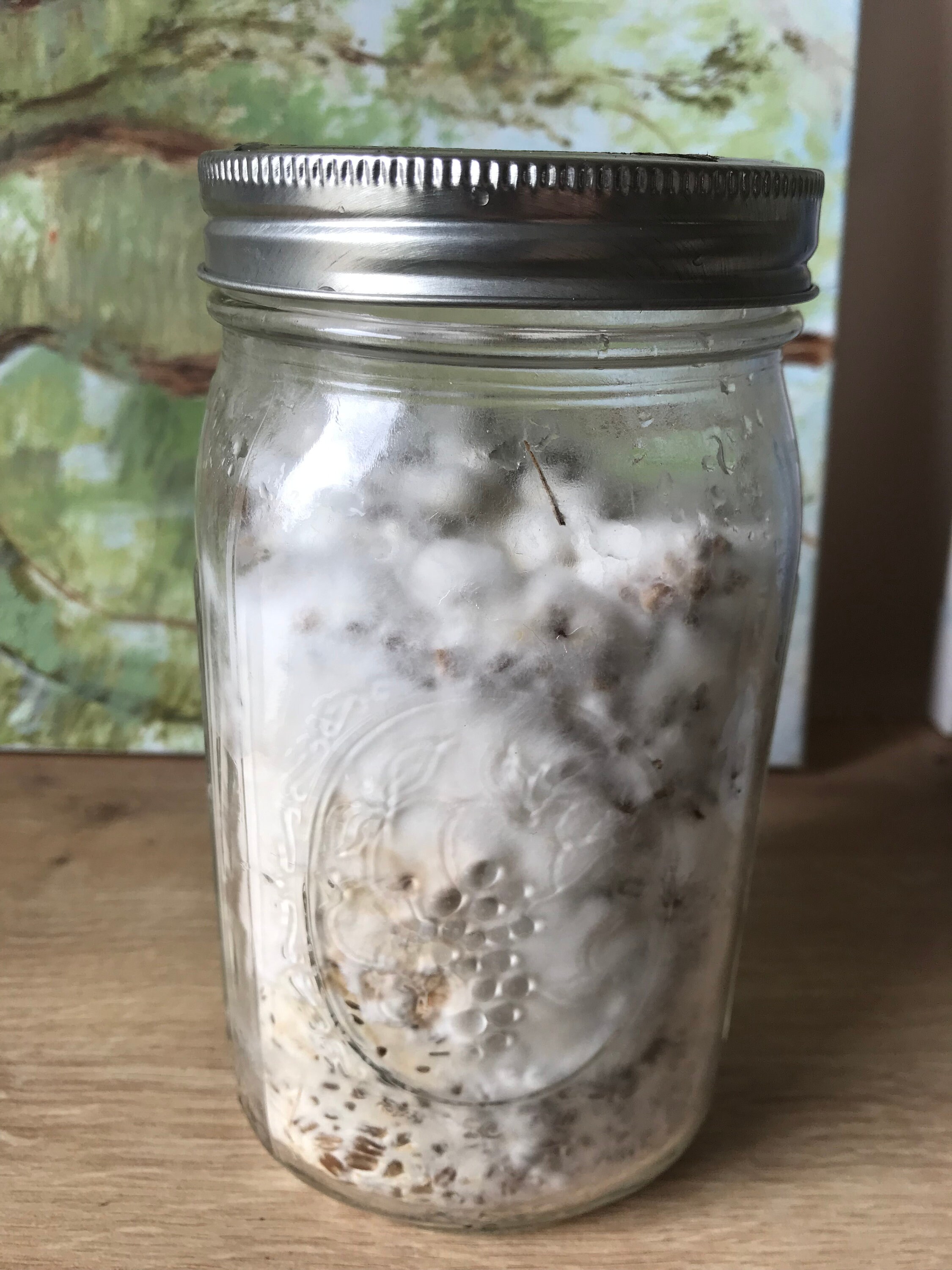 Golden Oyster Mushroom Grain Spawn 4 Quart Jars Etsy