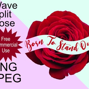 Può includere: Una singola rosa rossa con una divisione a forma di onda, con un nastro bianco che dice "Born To Stand Out" in lettere rosse.