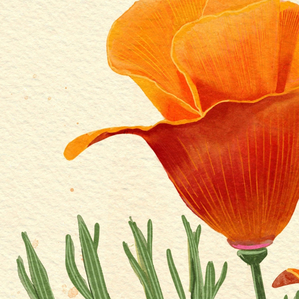 California State Flower California Poppy Illustration Classic Vintage ...