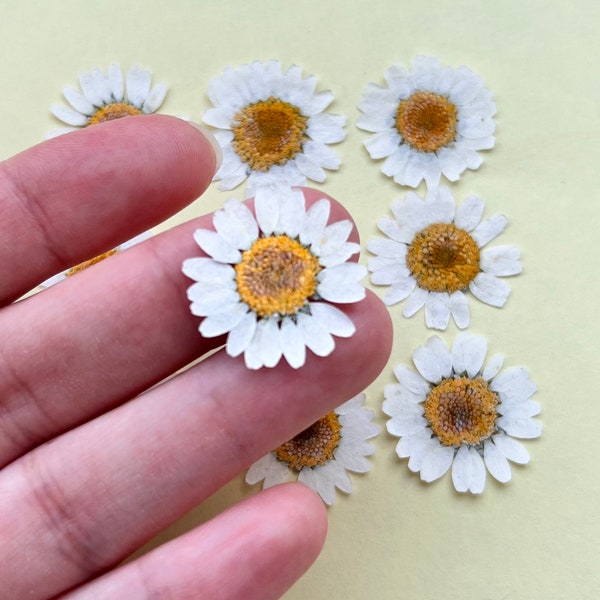10Pcs Real Natural Dried Flowers - Daisy Flower for Resin Art or Art Crafts - Pressed Dried White Daisy Flowers
