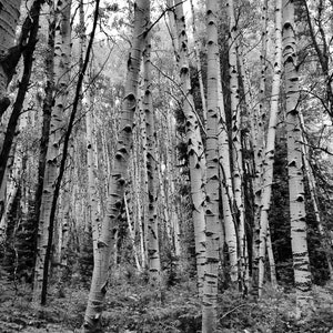 Aspens - Black and White - Photography - Forest - Trees