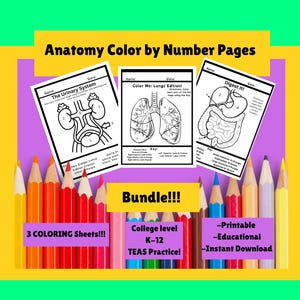 Anatomy Coloring Pages: Nurse & Medical Student Study Guide (Digital Download)