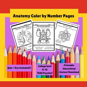 Anatomy Coloring Worksheet + Quiz & Key | Human Body Study Guide (Lungs)