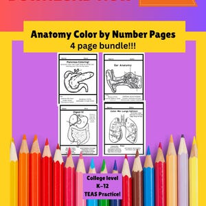 Anatomy Coloring Pages Bundle: Medical Study Guide (Digital Download)