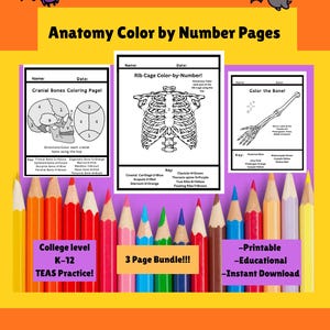 Anatomy Coloring Pages: Human Bone Anatomy Color By Number (Digital Download)