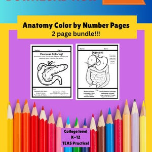 Human Anatomy & Physiology Coloring Pages Bundle: Medical Student Study Guide (Digital Download) medical student study guide