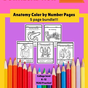Human Anatomy & Physiology Coloring Pages Bundle: Medical Student Study Guide (Digital Download)