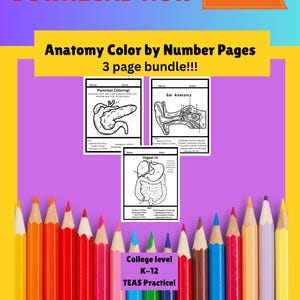 Anatomy Coloring Pages: Medical Study Guide (Digital Download)