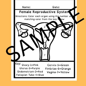 Female Reproductive Anatomy Coloring Page, Medical Nursing (digital ...