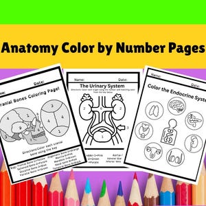 Anatomy & Physiology Coloring Page: Medical Learning for Students (Digital Download)