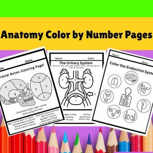 Anatomy & Physiology Coloring Page: Medical Learning for Students (Digital Download Endocrine system)