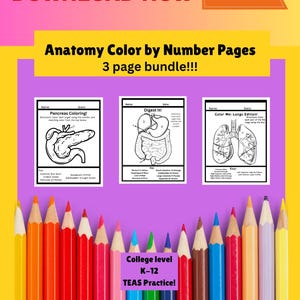 Anatomie Malseiten nach Anzahl: Medizinischer Studienführer (Digitaler Download)