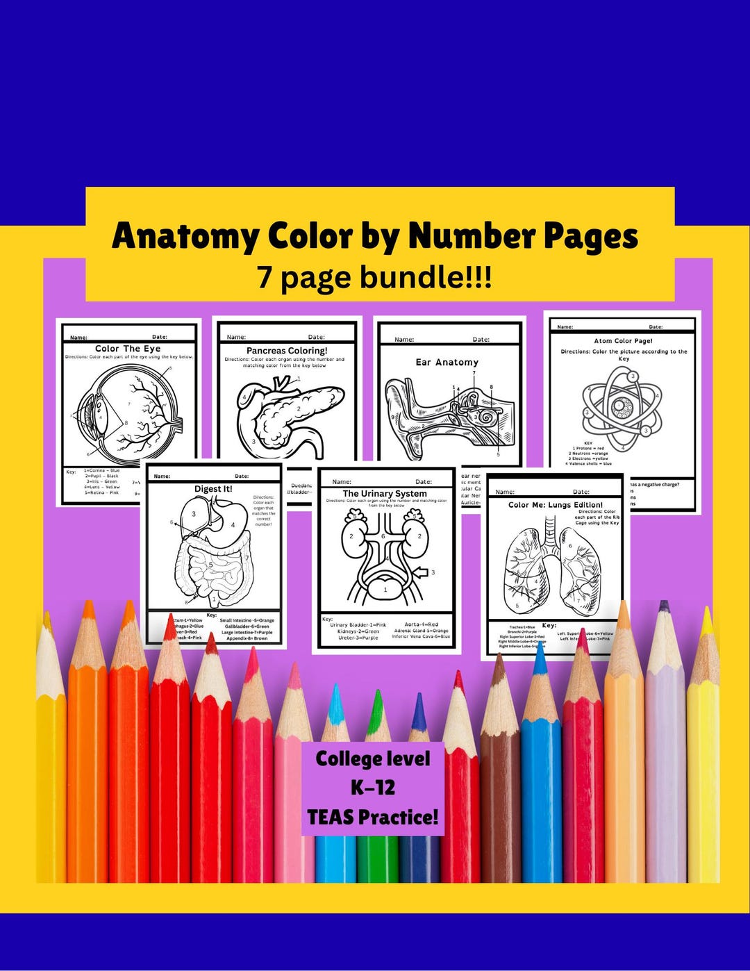 Anatomy & Physiology Coloring Pages Bundle: Medical Student Study Guide ...