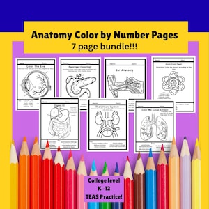Anatomy & Physiology Coloring Pages Bundle: Medical Student Study Guide (Digital Download