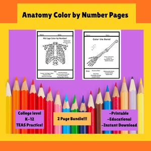 Anatomy Coloring Pages: Human Bone Color By Number (Digital Download)