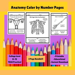 Anatomy Coloring Page Bundle: Rib Cage, Arm Bone, Female Reproductive (Digital Download)