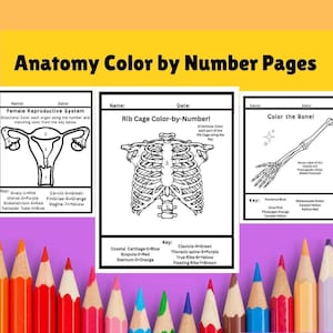 Arm Bone Anatomy Coloring Page: Medical Nursing Study Guide (Digital Download)