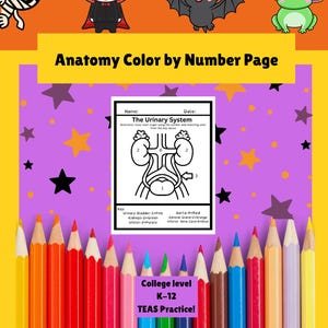 Urinary System Anatomy Coloring Page: Medical Study Guide (Digital Download)