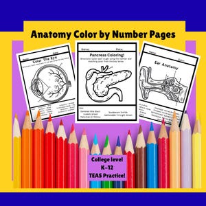 Anatomy Coloring Pages with Quiz: Nurse & Medical Student Study Guide (Digital Download)