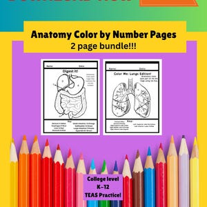 Human Anatomy & Physiology Coloring worksheet Pages Bundle: Medical Student Study Guide (Digital Download) nursing student