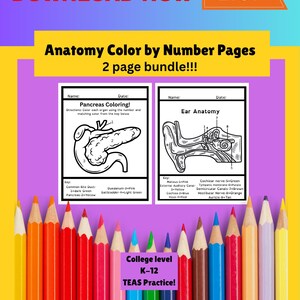 Anatomy Color By Number Pages: Medical Study Guide (Digital Download)