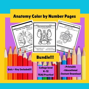 Anatomy Coloring Pages with Quizzes: Medical Study Guide (Digital Download Digestive, Lungs, Atom, Urinary)!!