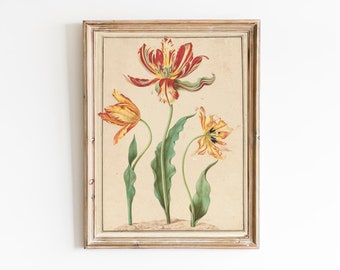 IMPRESSION D'ART | Trois variétés de tulipes rayées | Art botanique vintage | Peinture antique de fines herbes de tulipes | Illustration de tulipe