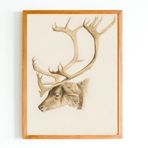 May include: A framed print of a detailed drawing of a deer's head with large antlers. The deer is facing to the left and the background is a light cream colour.