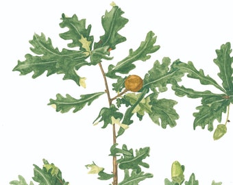 May include: Watercolor painting of an oak twig with green leaves and acorns. The artwork includes a brown acorn and several green acorns. The text "Oak twig J.P. Taylor Aug 2020" is at the bottom of the image.