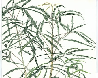 Schefflera | Botanical Watercolour Print
